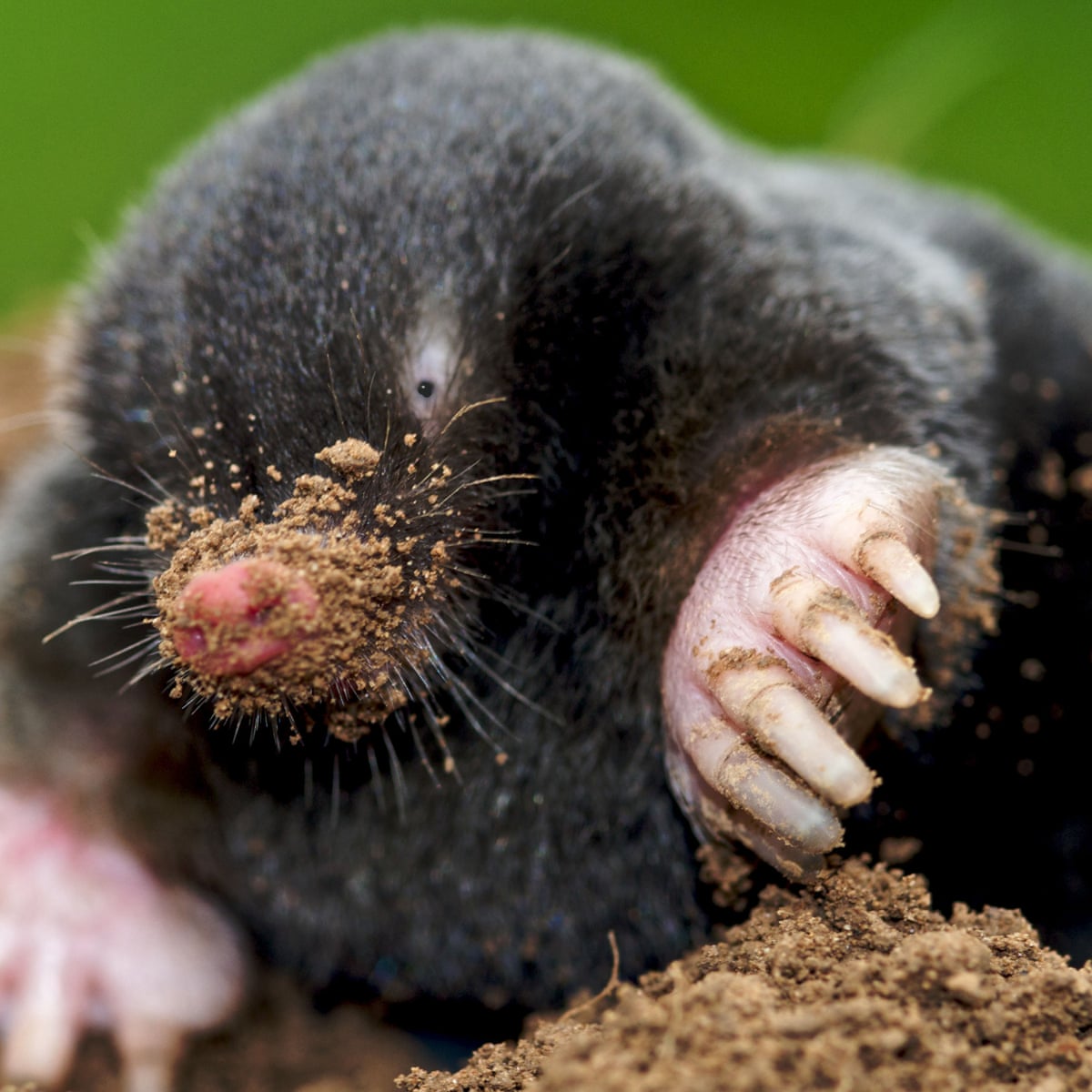 Mole Animal Eyes Mole Animal Eyes