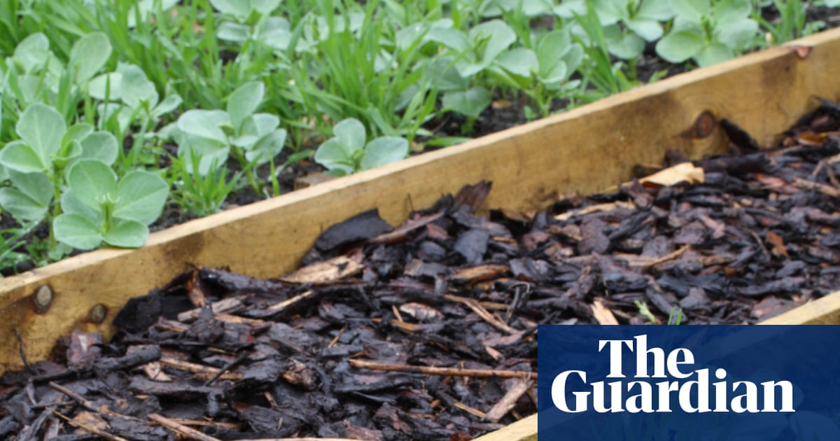 Soil in need of some love? Sow green manure in your garden and you’ll reap the benefits