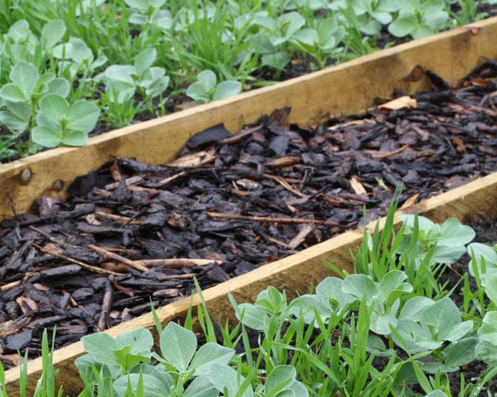 Soil in need of some love? Sow green manure in your garden and you’ll reap the benefits