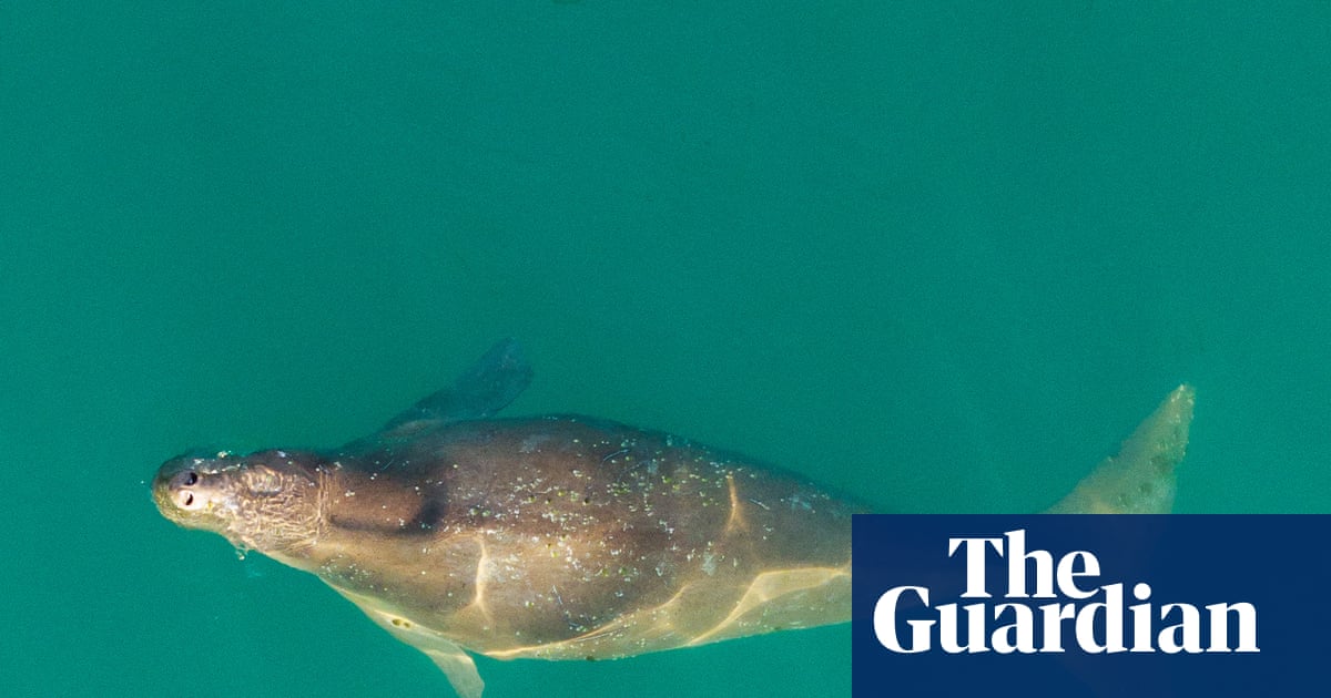 Thailand's endangered sea cows' are washing ashore pointing to a crisis in our seas