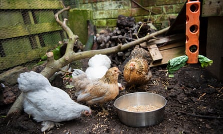 Les poules d'Emine Saner