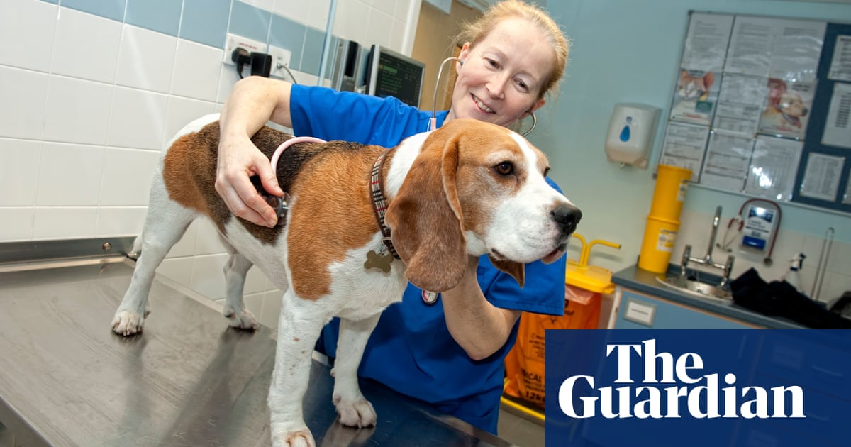 Find vet before buying pets for Christmas, Britons warned
