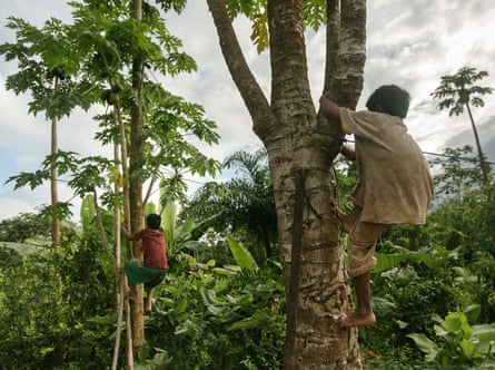 Two boys climb two trees with a forested backdrop