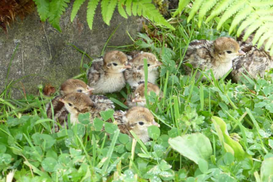 The partridge chicks.