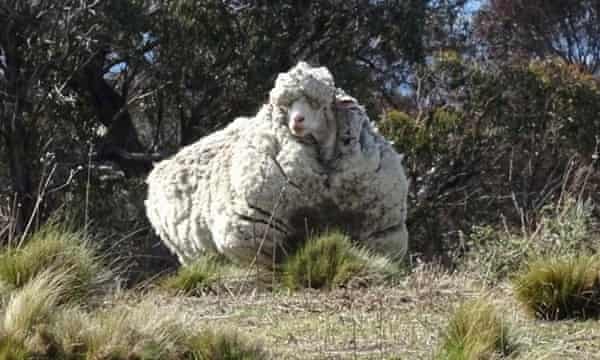 Chris The Merino Sheep Famed For His Record Breaking Fleece Has Died World News The Guardian