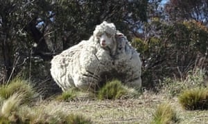 Chris The Merino Sheep Famed For His Record Breaking Fleece Has Died World News The Guardian