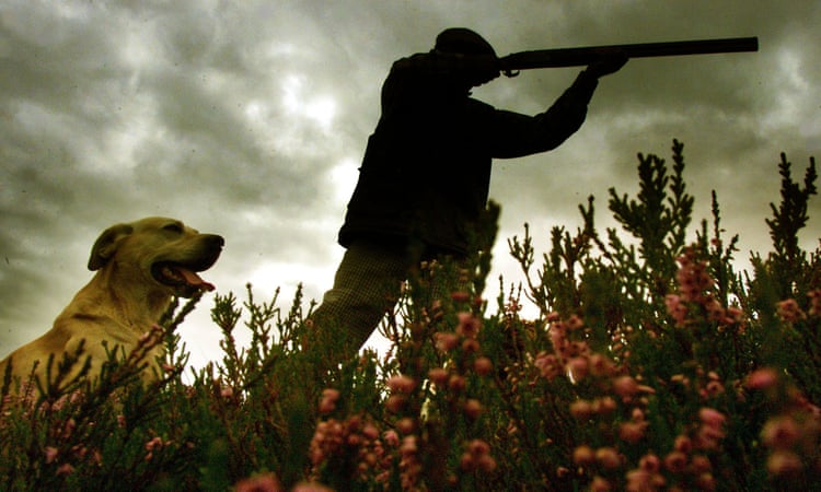 Scottish conservation agency accused of undermining law to protect birds of prey Scottish conservation agency accused of undermining law to protect birds of prey