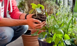 A gardener repots plants on a balcony