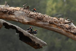 Acorn woodpeckers look for bugs in a dead tree in the Angeles national forest