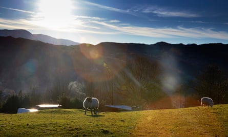 Sheep on the fells above Ambleside in the Lake District, Cumbria.