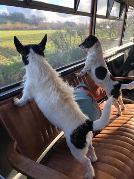 Two of Burton and Hutton’s dogs on the bus.