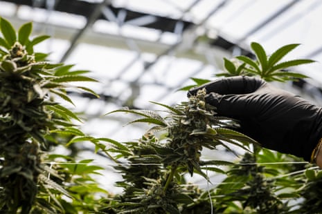 A worker inspects flowering cannabis plants