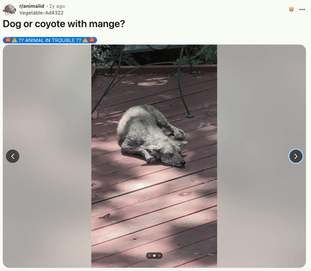 ‘Reader, it’s always a coyote with mange’ … the r/animalid subreddit.