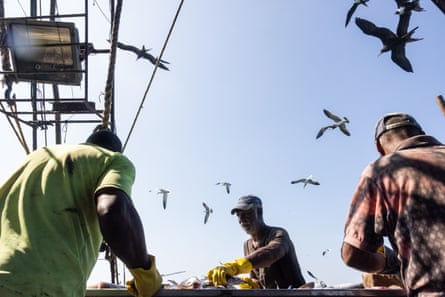 Three fishermen prepare fresh fish for refrigeration while seabirds wheel in the air above them