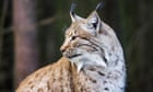 Campaigners seek to reintroduce Eurasian lynx to parts of Britain