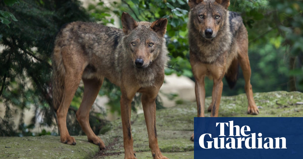 French zoo closes after pack of nine wolves escapes