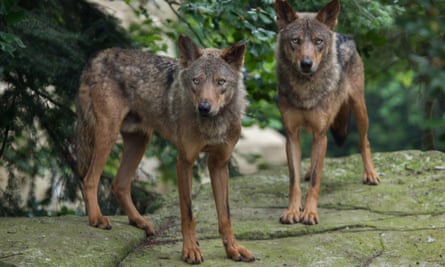 Wolves are among the animals making a comeback as human populations decrease.