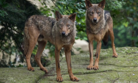Iberian wolf (Canis lupus signatus) at Vincennes Zoo in Paris, France