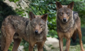 Iberian wolves.