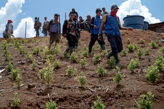 Young indigenous guards in a newly planted coca field in the territory of Las Delicias, Cauca