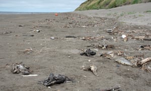Dead shearwaters in Alaska