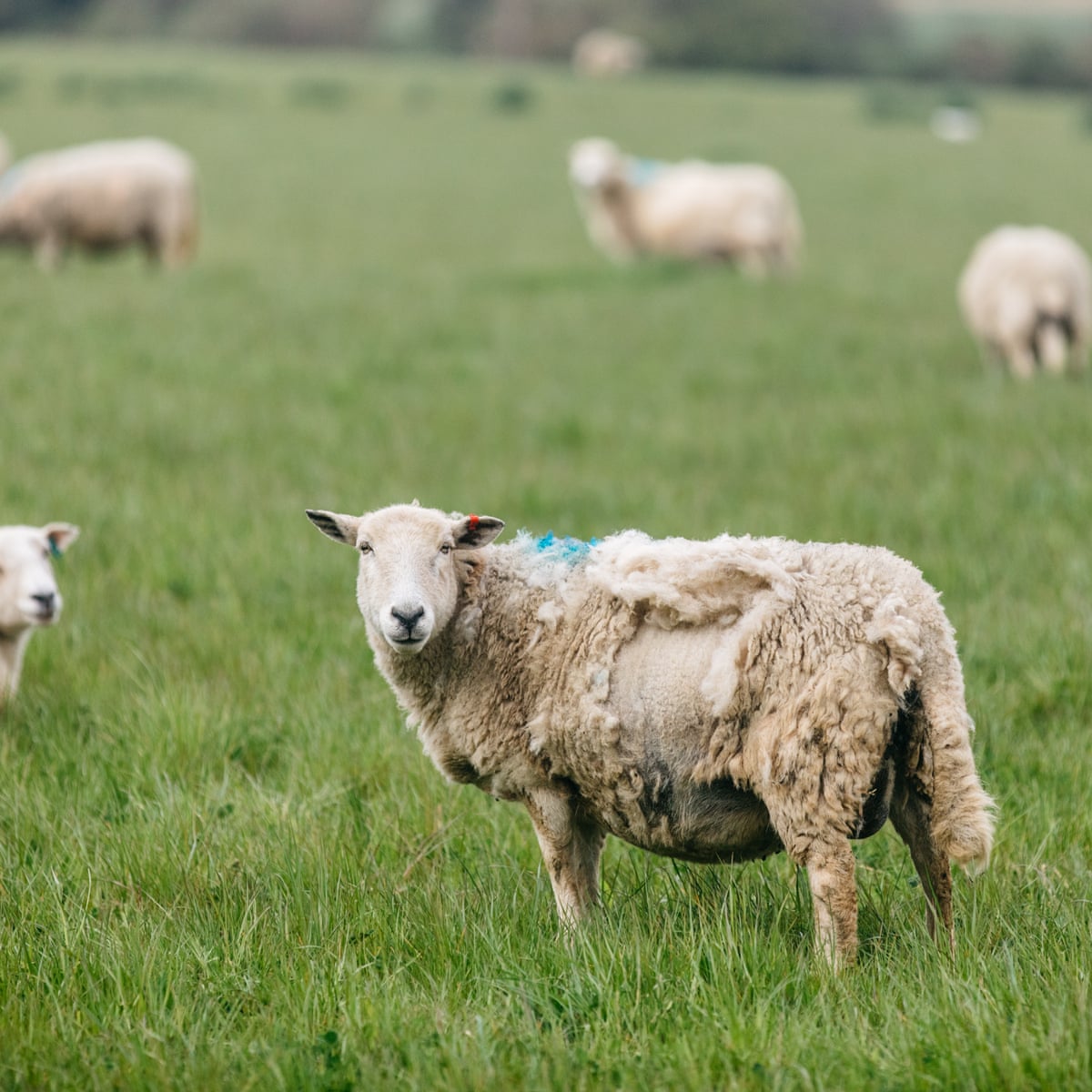 Shear desperation: low price of wool pushes farmers to opt for moulting  sheep | Farming | The Guardian