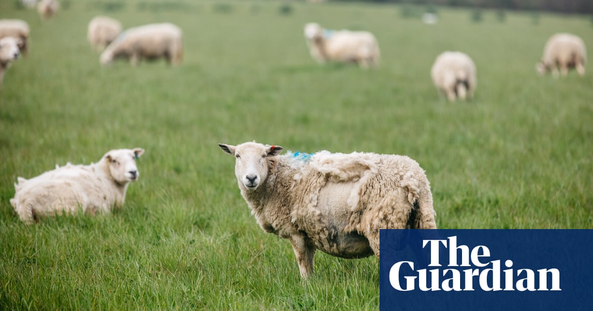 Shear desperation: low price of wool pushes farmers to opt for moulting sheep
