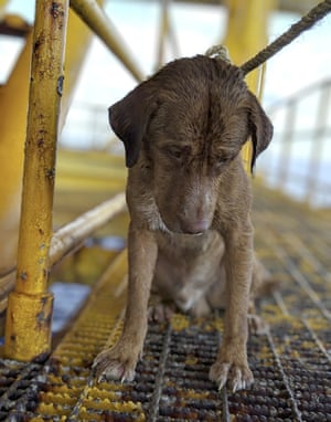 A dog sits on an oil rig after being rescued in the Gulf of Thailand