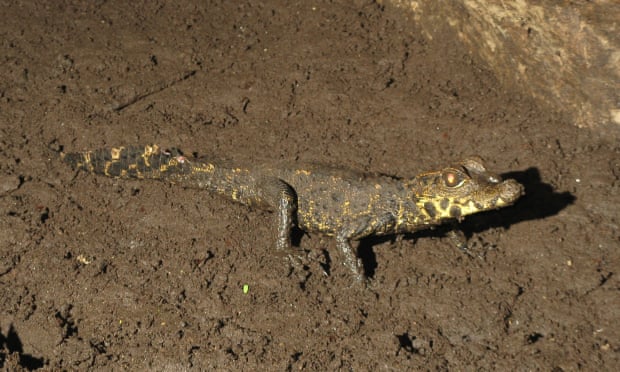 A juvenile African dwarf crocodile on the cave floor. Researchers have found that they live almost entirely on crickets and bats.