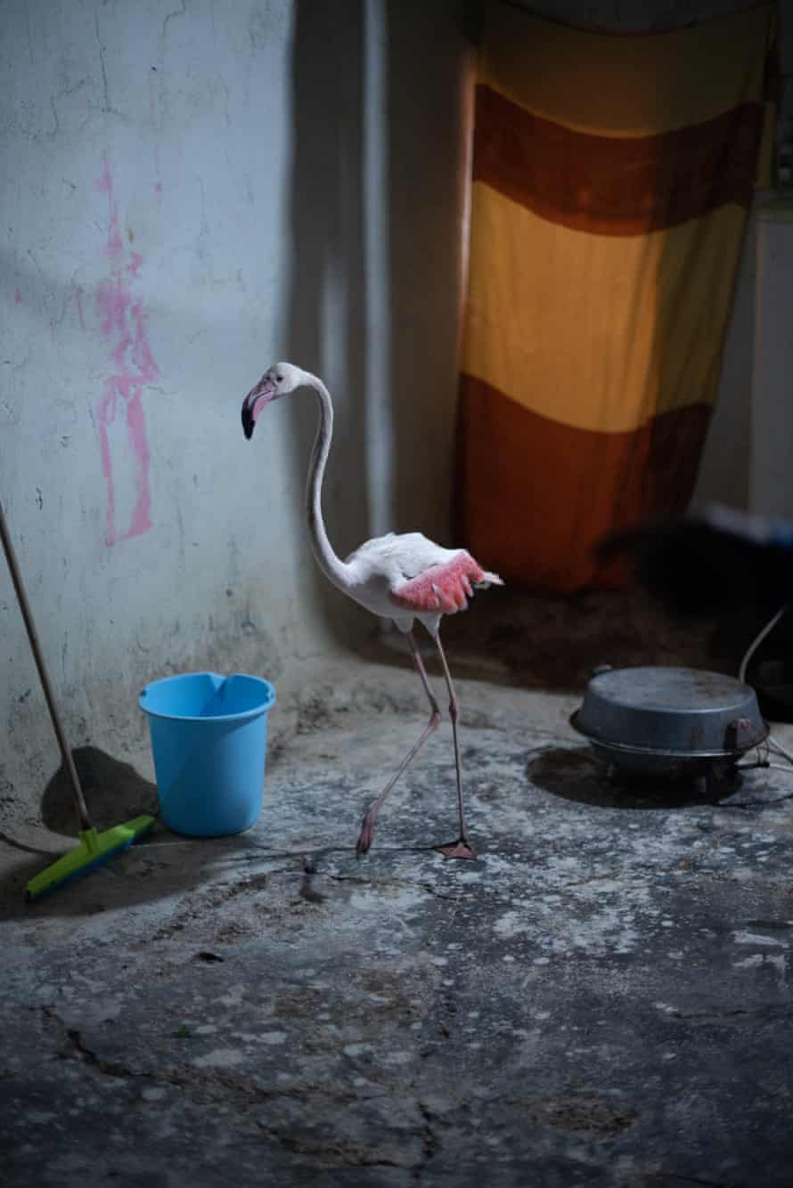 A pet flamingo that lives on Ali Abou Hussein’s farm outside Amara.
