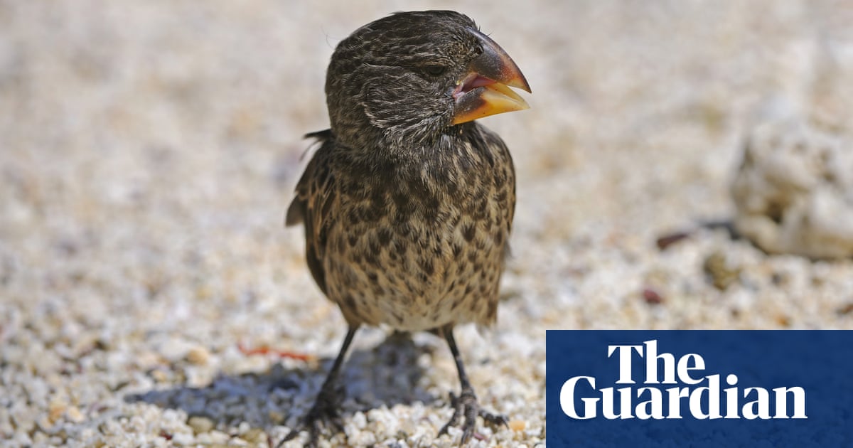 Darwin’s finches sing out-of-tune call after parasites deform beaks