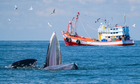 A Bryde’s whale feeds on plankton near a fishing vessel off the coast of Thailand