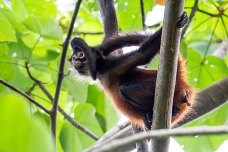 Two US men charged for allegedly using snakes, a lemur and a monkey for exotic photoshoots Two US men charged for allegedly using snakes, a lemur and a monkey for exotic photoshoots