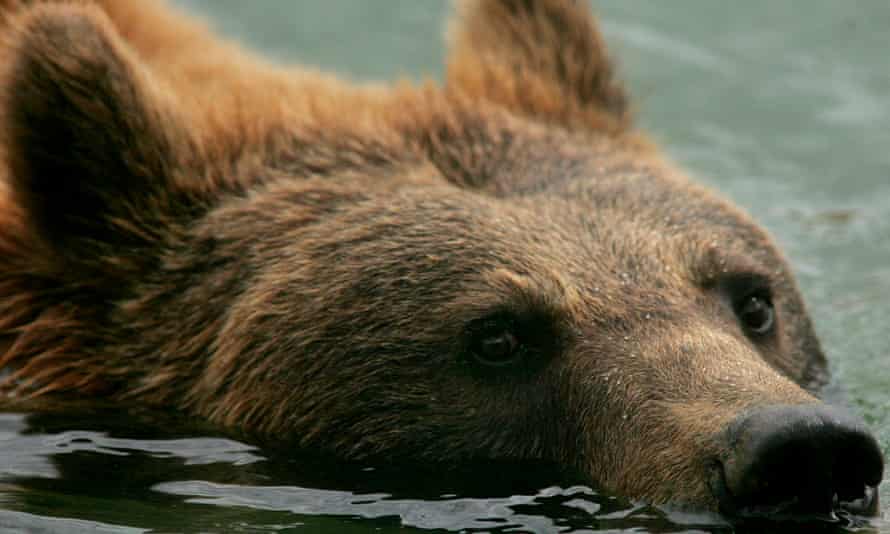 A brown bear