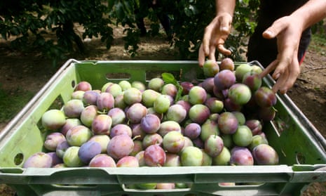 Plums being picked at Clock House farm.