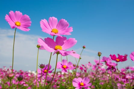 Pink Cosmos flowers with blue sky