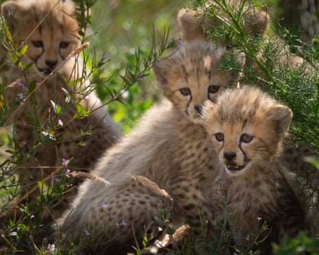Four cheetah cubs rest among grass and small purple flowers with vegetation around them