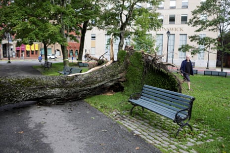 A fallen tree next to a park bench.