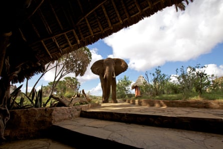 A bull elephant approaches a lodge in Tsavo, Kenya.