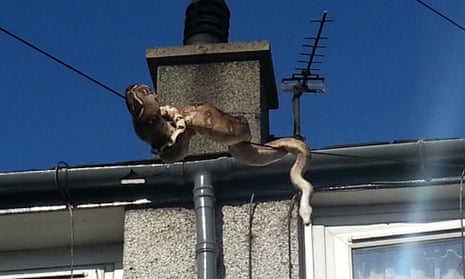 Snake on a wire: photos show boa constrictor's escape attempt | Wales | The  Guardian