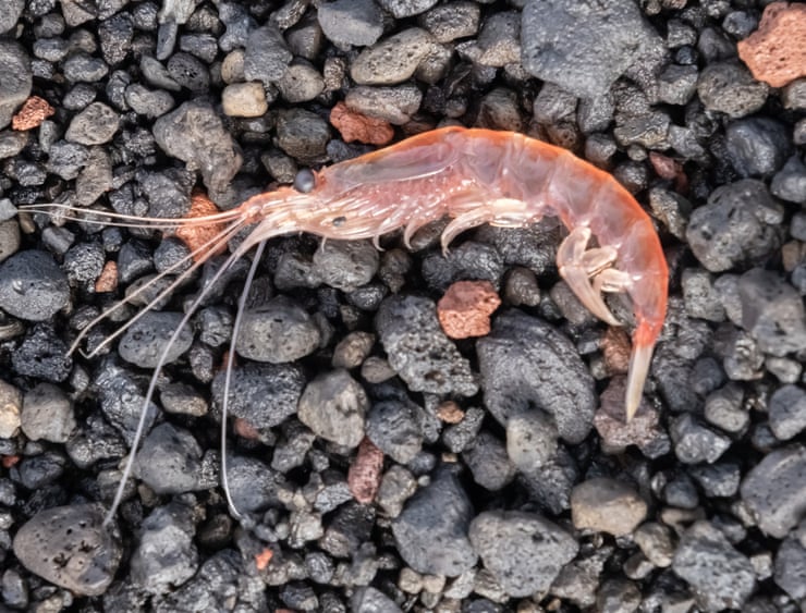 Antarctic krill: how did a paperclip-sized crustacean cause a diplomatic row – and why are they so important? Antarctic krill: how did a paperclip-sized crustacean cause a diplomatic row – and why are they so important?