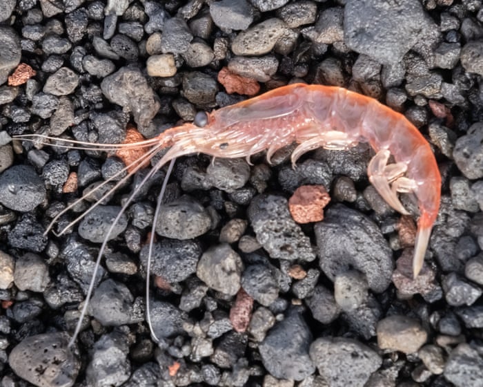 Antarctic krill: how did a paperclip-sized crustacean cause a diplomatic row – and why are they so important?
