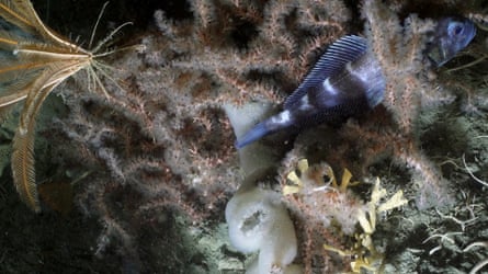 Video still of marine life seen during a scuba dive off Venga Island, Antarctica