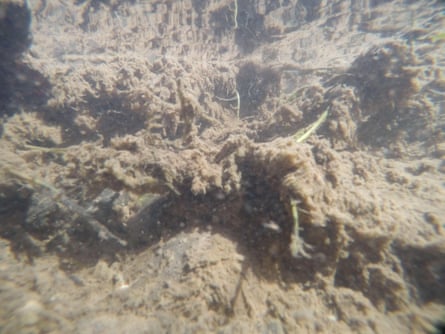 Brown sewage fungus