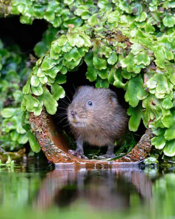 A water vole surrounded by green plants.