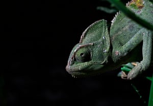 A Yemen chameleon crawls on leaves in Sana’a, Yemen. The veiled chameleon is native to the Arabian Peninsula in Yemen and Saudi Arabia and can live up to five years