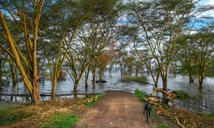 A warden from the Kenya Wildlife Services walks back from the point where the main road into the Lake Nakuru National Park is submerged in floodwater.