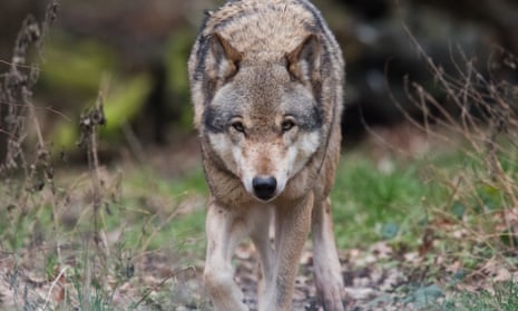 Environment groups offer €30k reward to identify wolf's killer ...