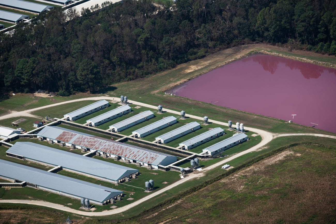 North Carolina pig farm with open-air pig waste lagoon.