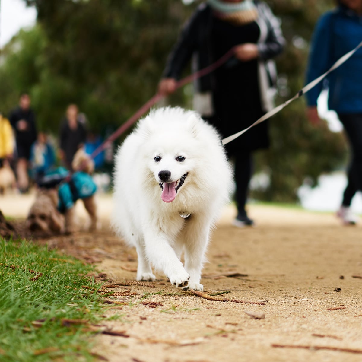 Need To Track Down A Dog Poo Petrator There S A Dna Test For That Gene Marks The Guardian Need To Track Down A Dog Poo Petrator There S A Dna Test For That Gene Marks The Guardian
